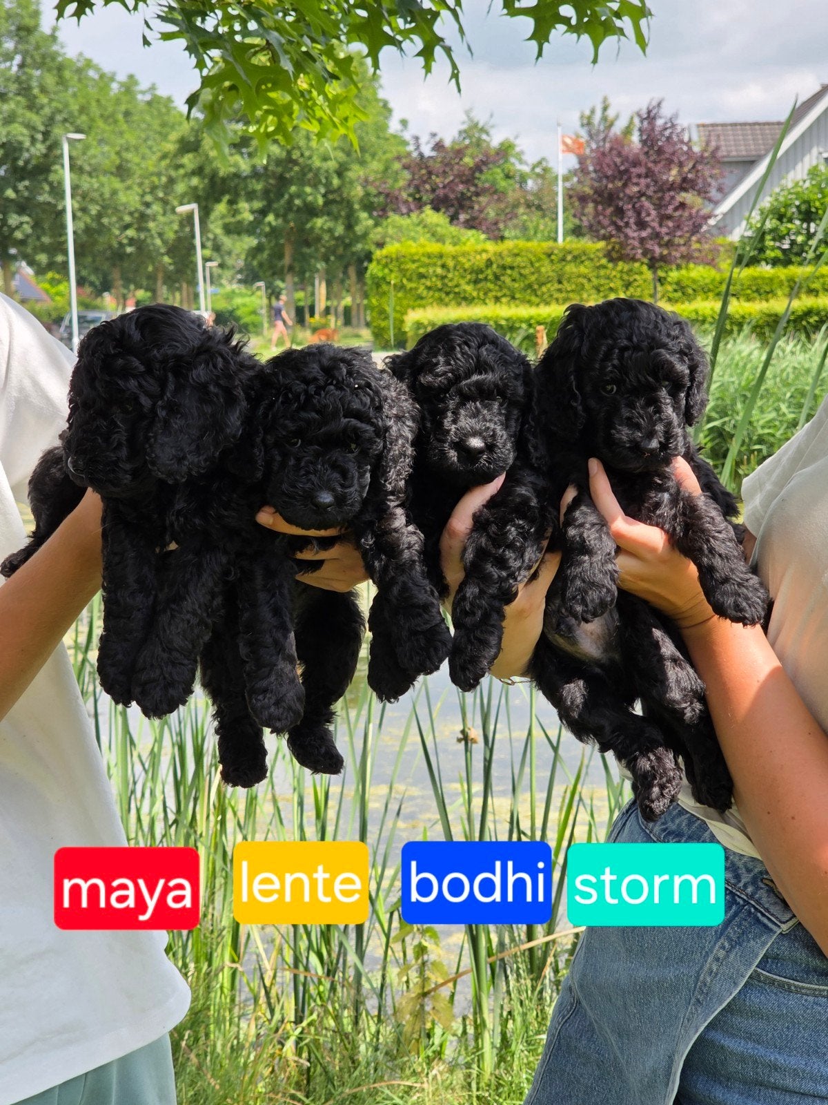 Lieve sociale middenslag poedel pups., Dieren en Toebehoren, Honden | Chihuahua's en Gezelschapshonden, Poedel, 8 tot 15 weken