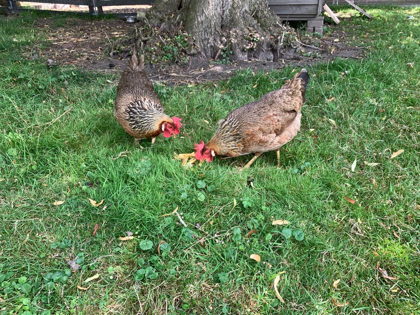 2 hennen leghorn x groenlegger, Vrouwelijk, Kip