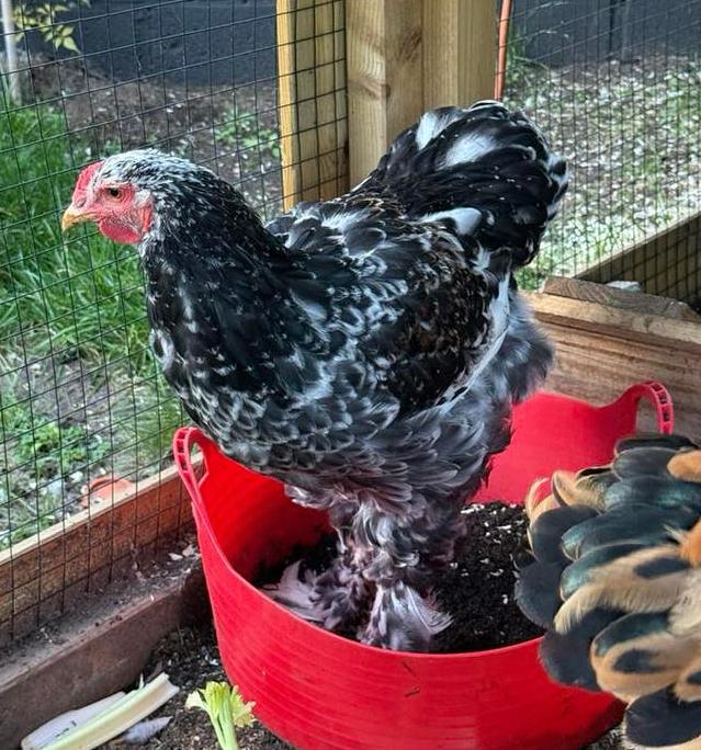 Brahma haan te koop, Mannelijk, Kip