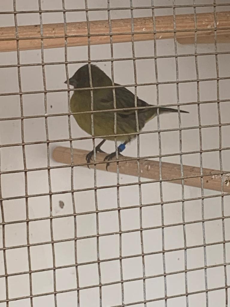 Bastaard zwartkopsijs x kanarie, Dieren en Toebehoren, Vogels | Overige Vogels, Mannelijk, Wildzangvogel