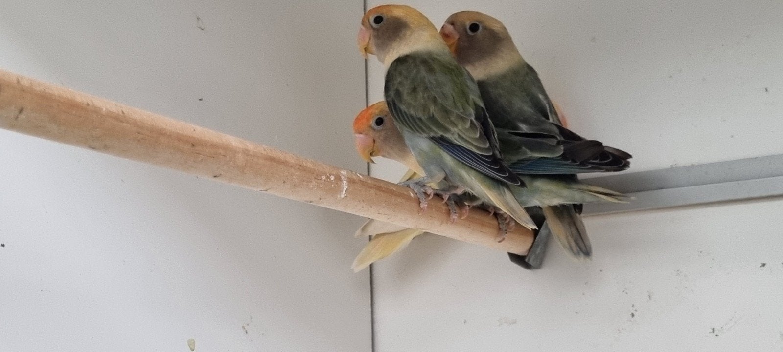 Jonge Agapornissen / dwergpapegaaien, Dieren en Toebehoren, Geslacht onbekend, Dwergpapegaai of Agapornis