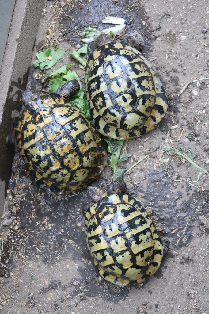 griekse landschildpad, Schildpad, 11 jaar of ouder