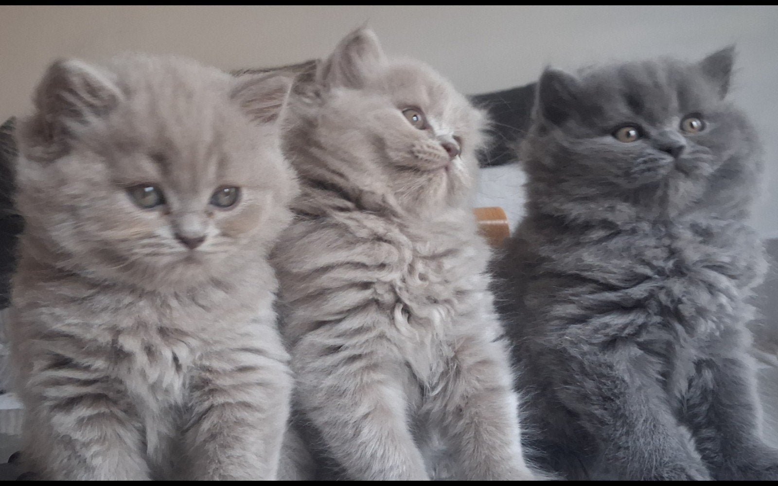 Britse korthaar en lang haar  kittens, Meerdere dieren