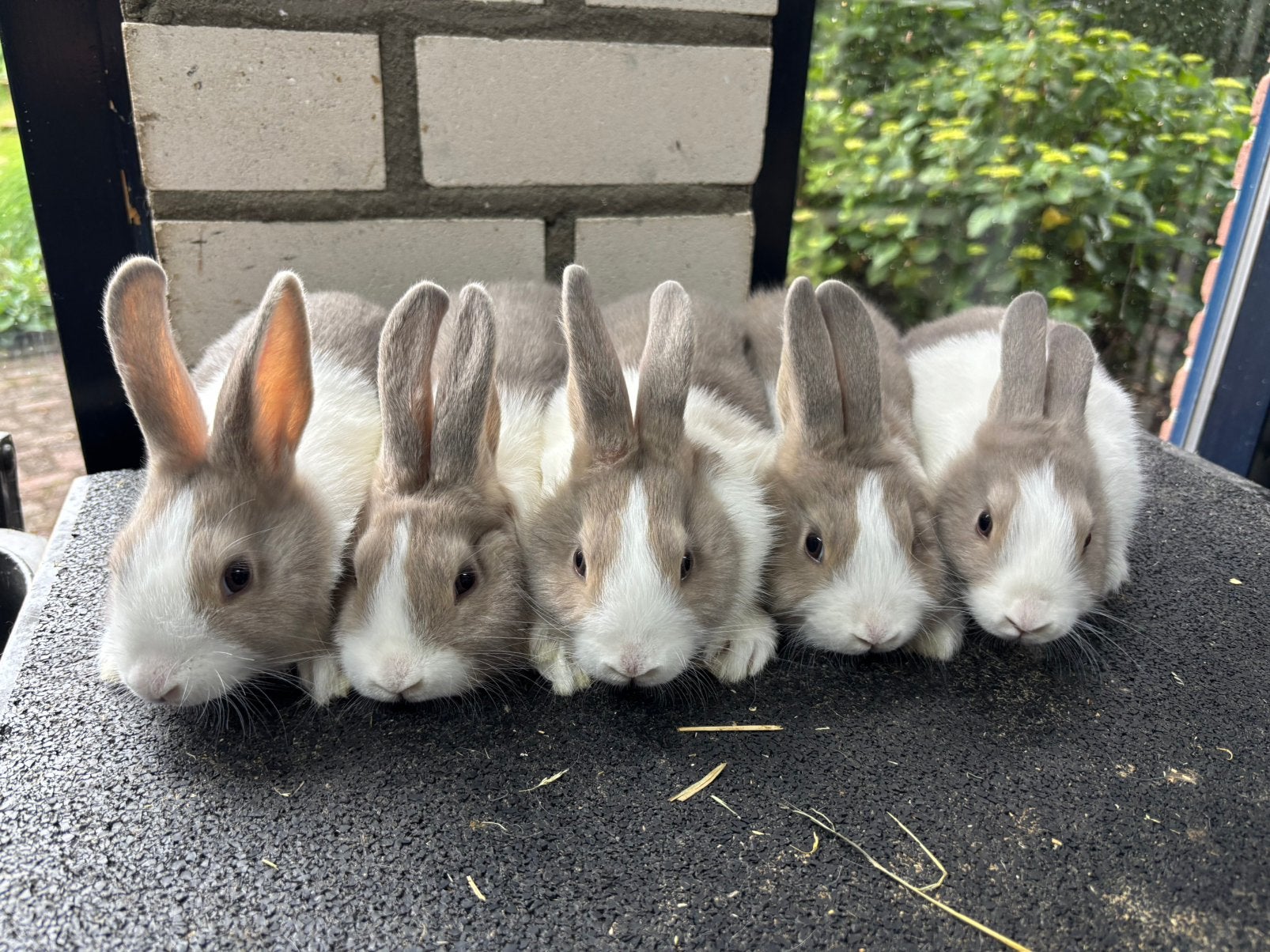 Jonge raszuivere Hollander konijnen, Dieren en Toebehoren, Konijnen, Meerdere dieren, Klein, 0 tot 2 jaar