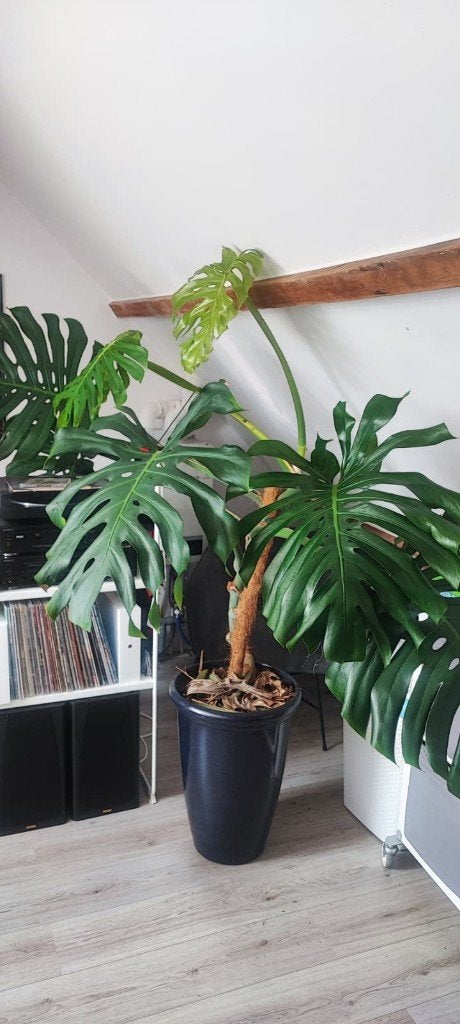 Prachtige monstera te koop, inclusief pot., Huis en Inrichting, Ophalen, Halfschaduw, Minder dan 100 cm