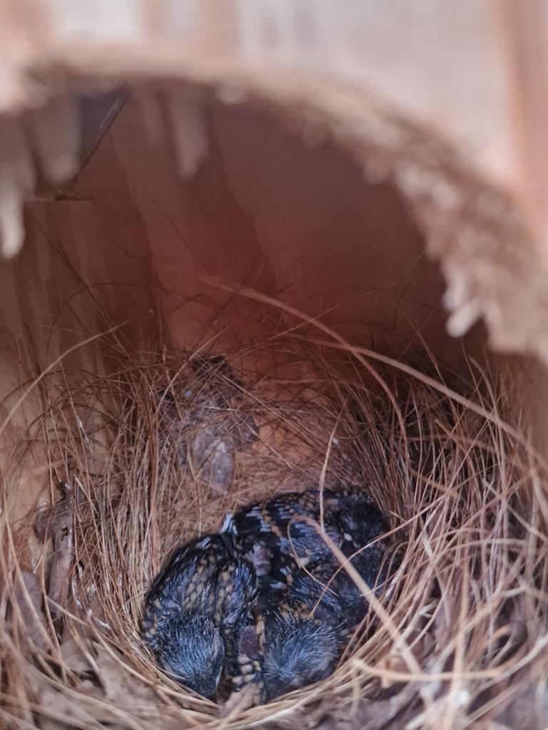 2-2 koppels schamalijsters mannen zingen hard en de heledag, Dieren en Toebehoren, Vogels | Overige Vogels, Meerdere dieren, Tropenvogel
