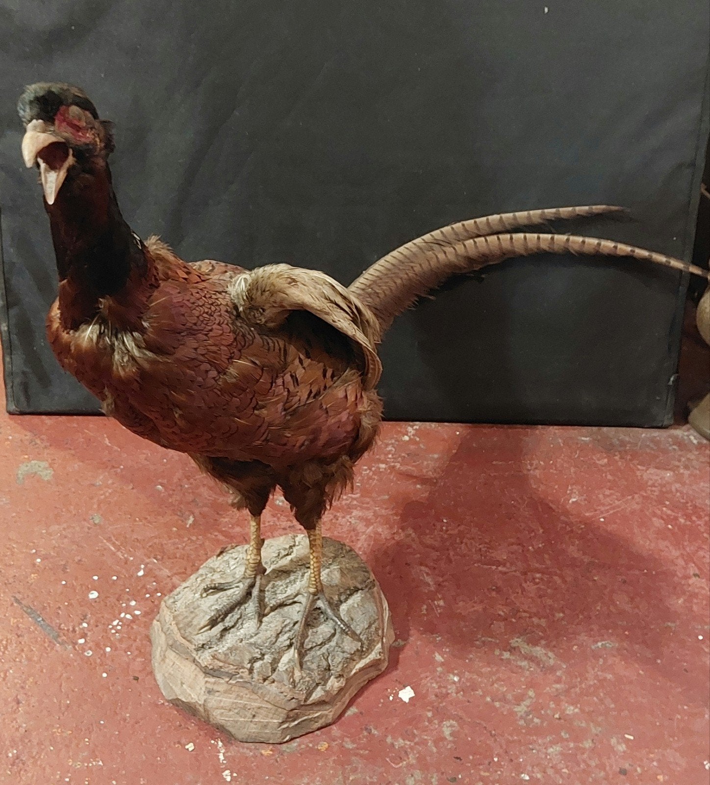 Opgezette fazant haan – vintage taxidermie – jachtdecoratie, Ophalen, Gebruikt, Opgezet dier