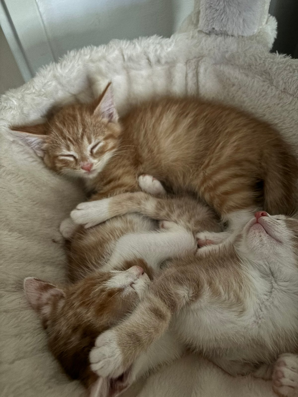 Laatste kitten beschikbaar💛, Dieren en Toebehoren, Meerdere dieren, Ontwormd