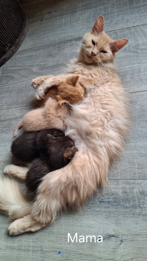 Kruizing main coon kittens, Meerdere dieren, Kortharig, 0 tot 2 jaar
