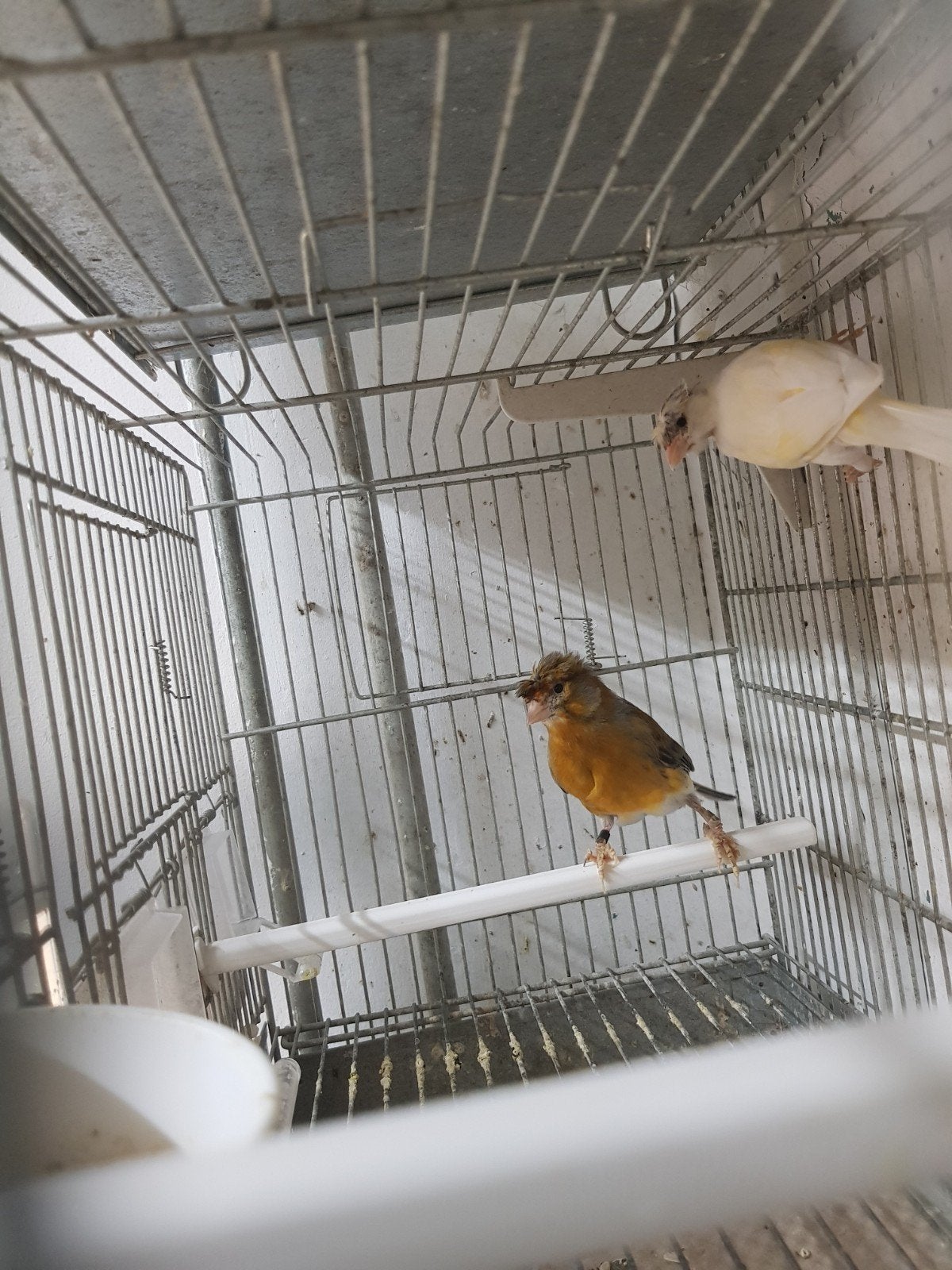 verschillende kanaries, Meerdere dieren, Kleurkanarie