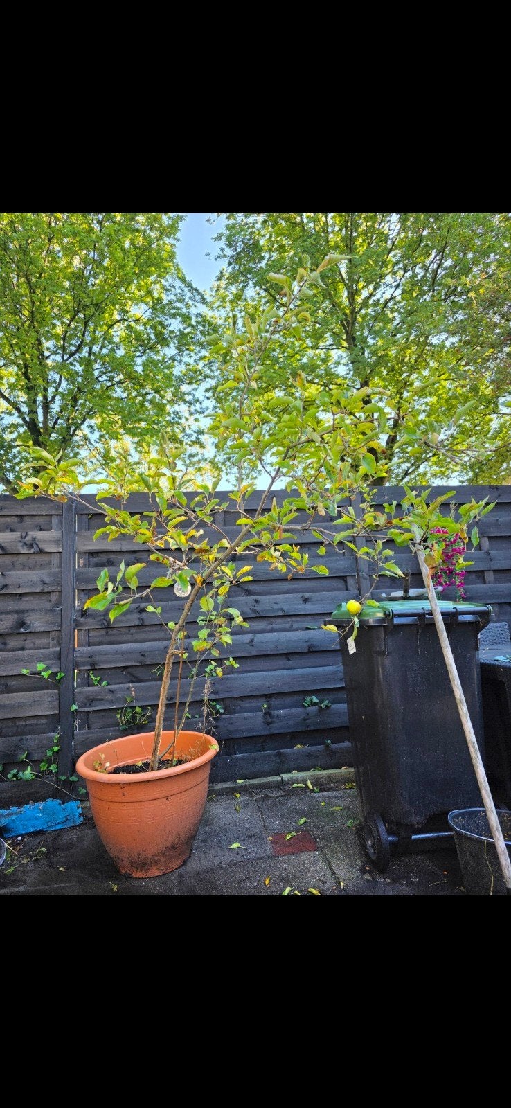 Appelboom, Tuin en Terras, Planten | Bomen, Overige soorten, Lente, 100 tot 250 cm, Ophalen