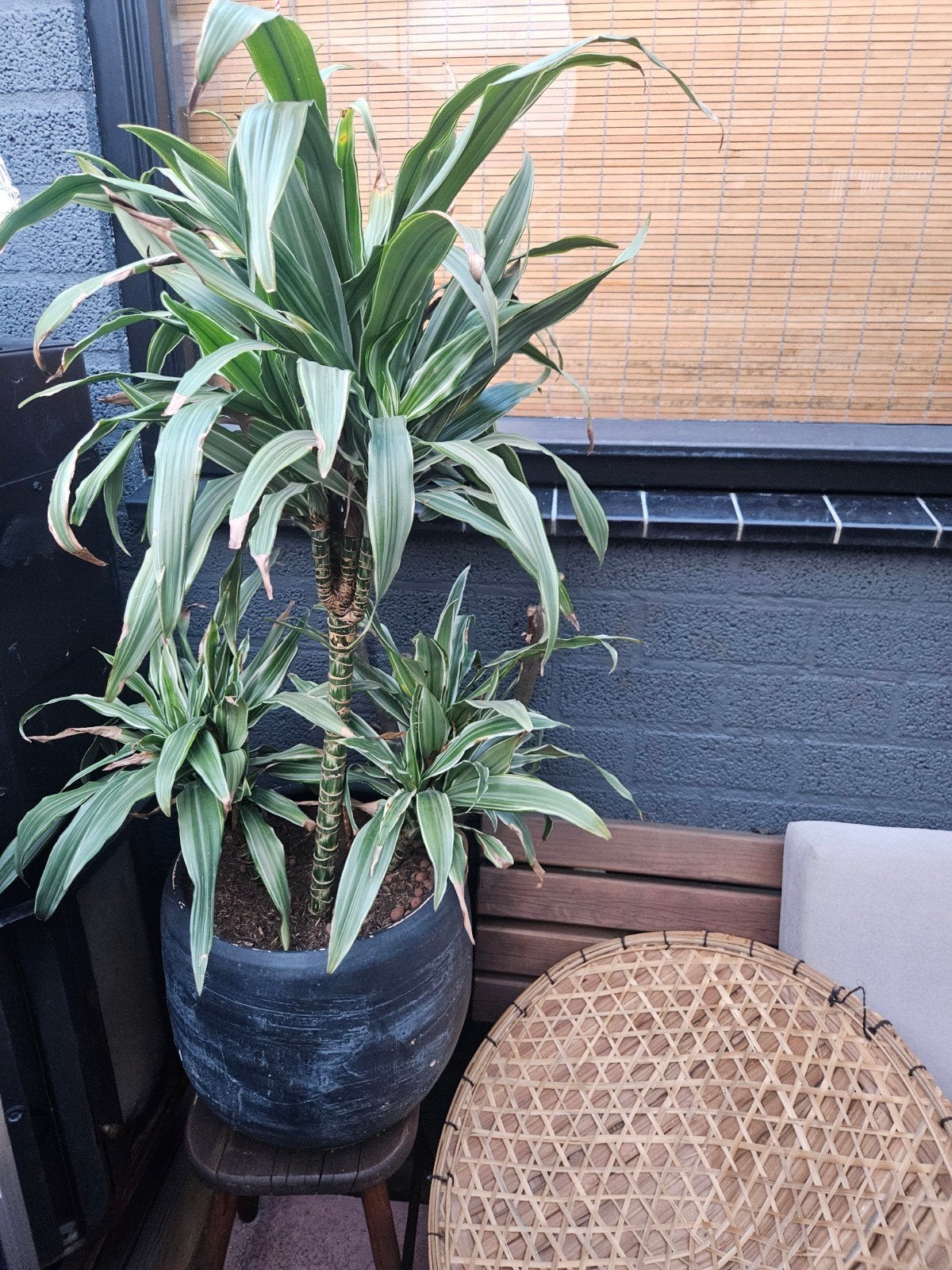 Mooie Dracaena plant met pot, Ophalen, 100 tot 150 cm, Overige soorten, Halfschaduw