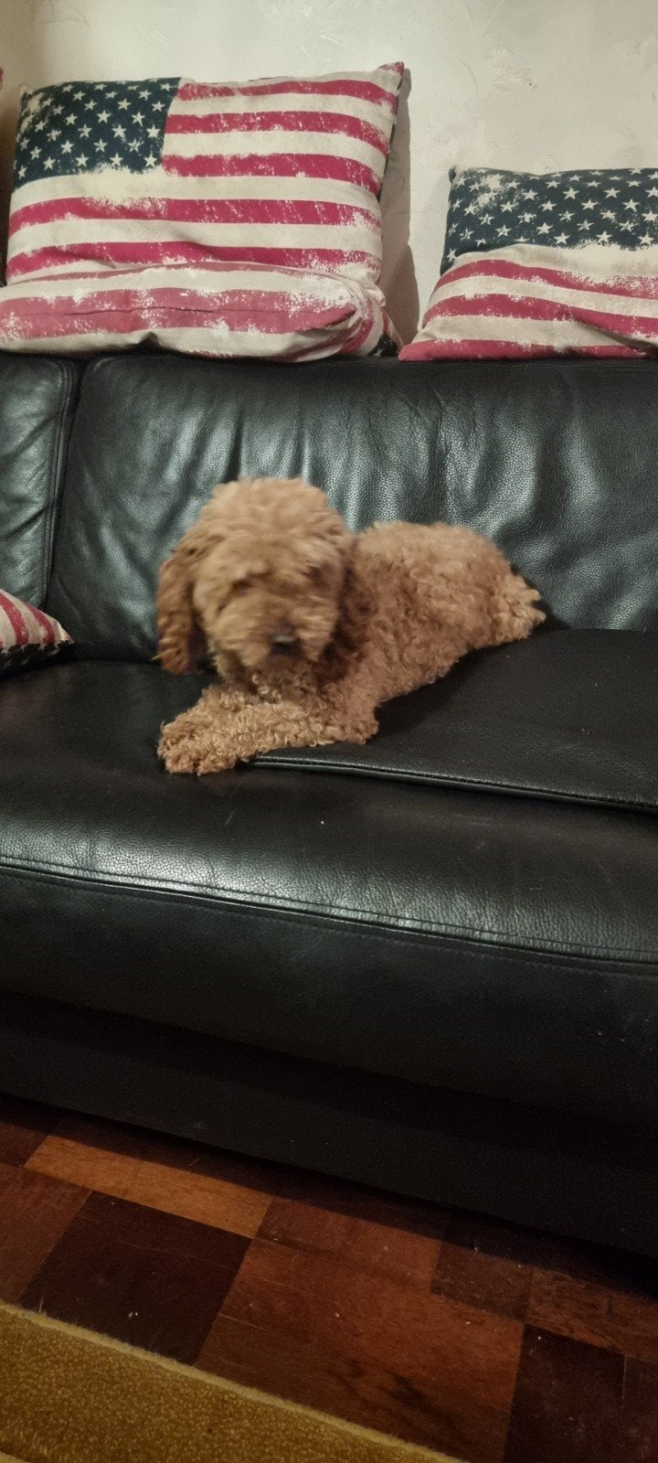 toypoedel dekreu, Reu, Eén hond, CDV (hondenziekte), 3 tot 5 jaar