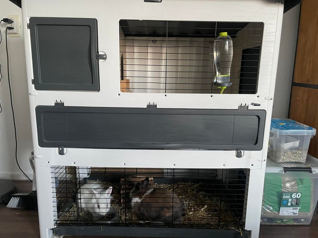 Konijnen plus konijnehok te koop, Dieren en Toebehoren, Knaagdieren, Mei, Meerdere dieren, Overige typen, Tam