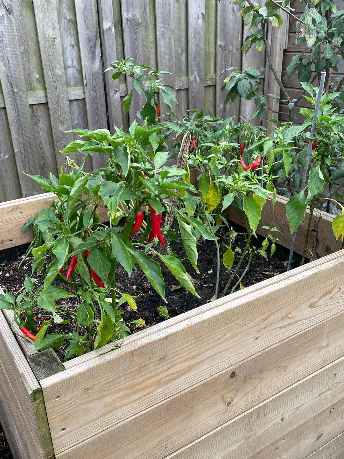 Zelf plukken: Verse rode pepers uit eigen tuin, Volle zon, Vaste plant, Ophalen of Verzenden, Zomer