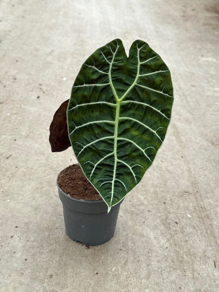 Alocasia Watsoniana, Huis en Inrichting, Kamerplanten, Ophalen of Verzenden, Halfschaduw, Minder dan 100 cm