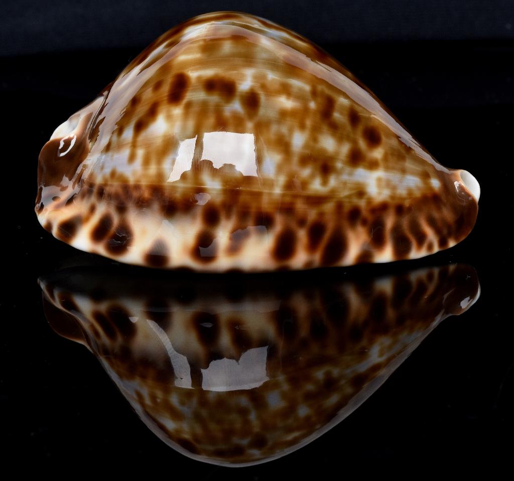 Schelpen: Cypraea (zoila) friendii vercoi 78mm (F+++/Gem), Ophalen of Verzenden, Schelp(en)