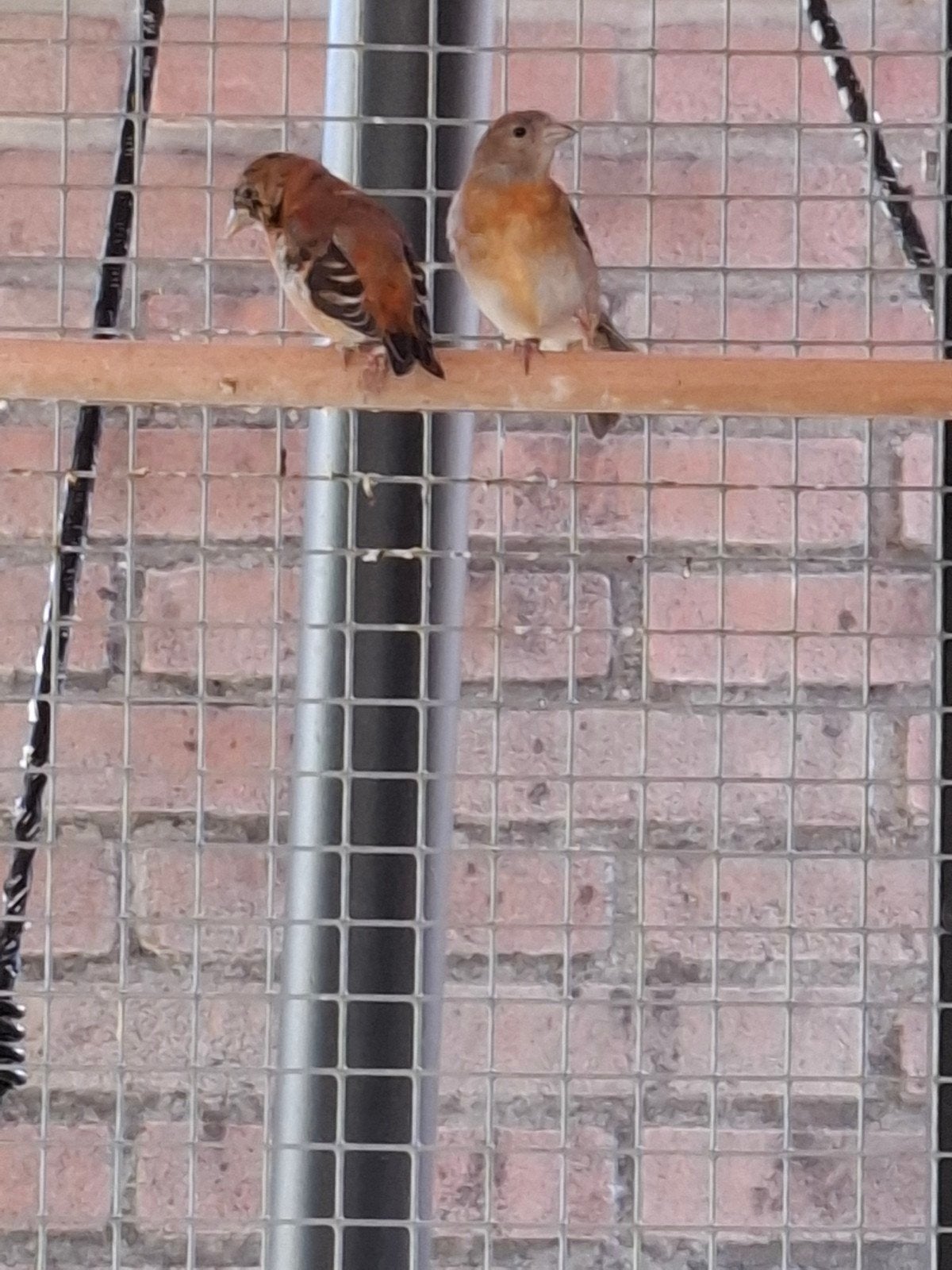 jonge kapoetsensijzen, Meerdere dieren