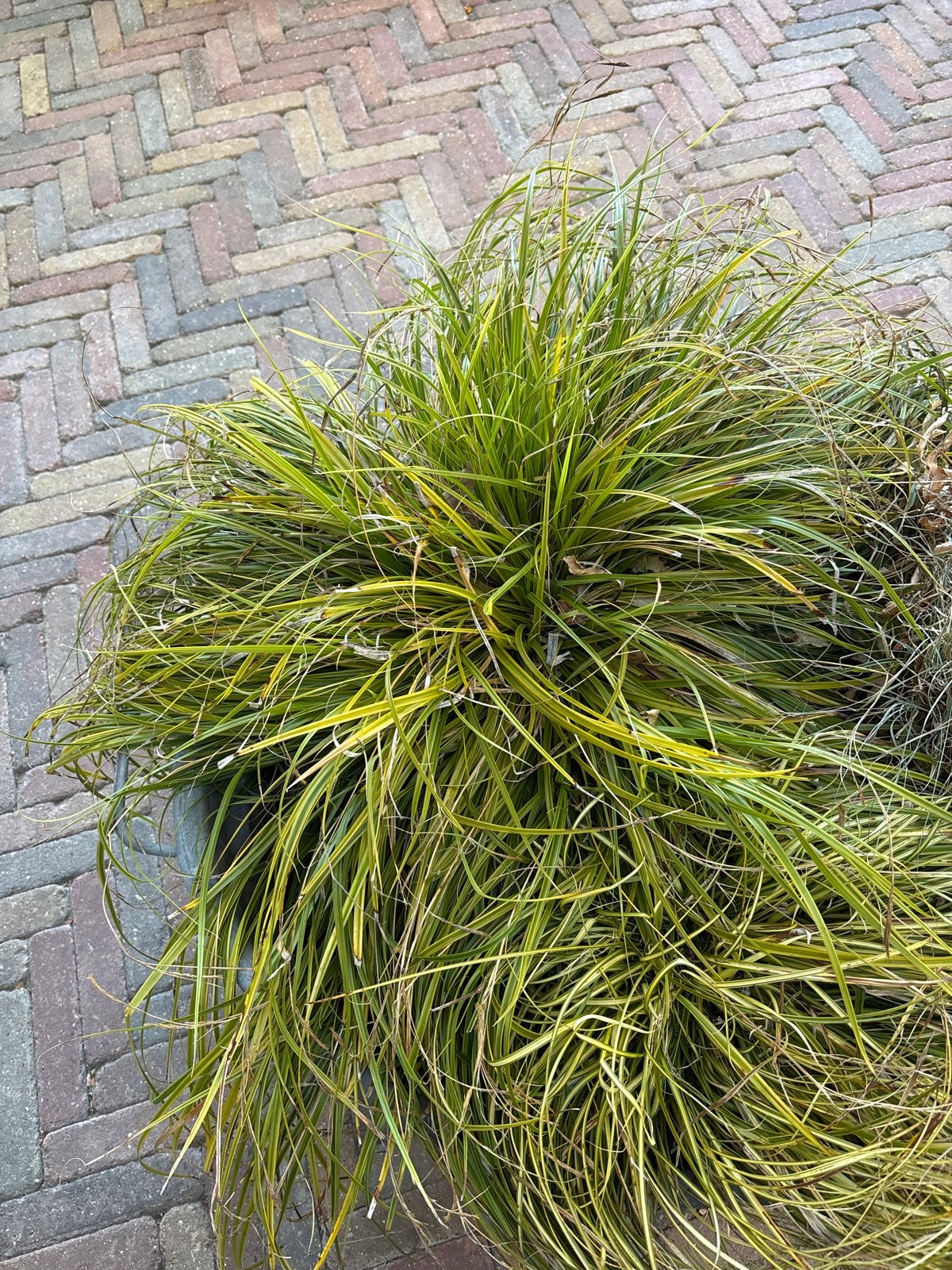 Grote zinken teil met siergras, Gebruikt, Balkon, Ophalen of Verzenden, Metaal