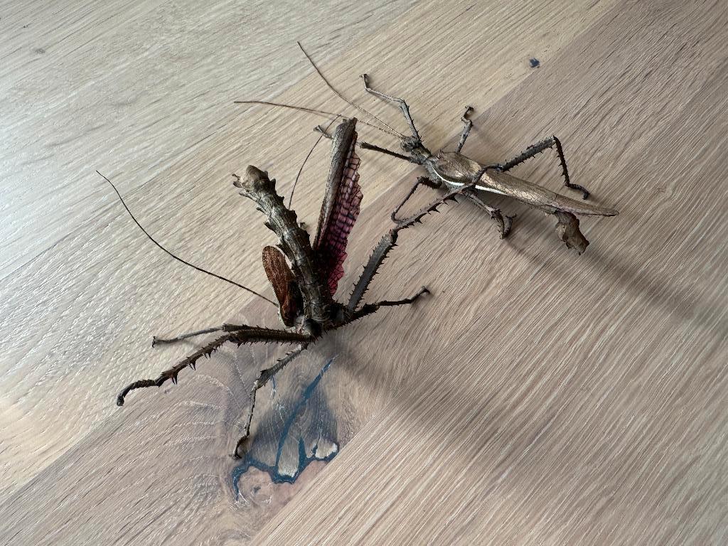 Heteropteryx dilatata (PSG 18), Dieren en Toebehoren, Insecten en Spinnen, Wandelende tak
