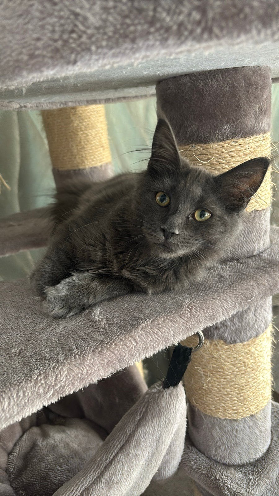 Mooie Maine Coon poesje tekoop, Meerdere dieren, Gechipt, 0 tot 2 jaar