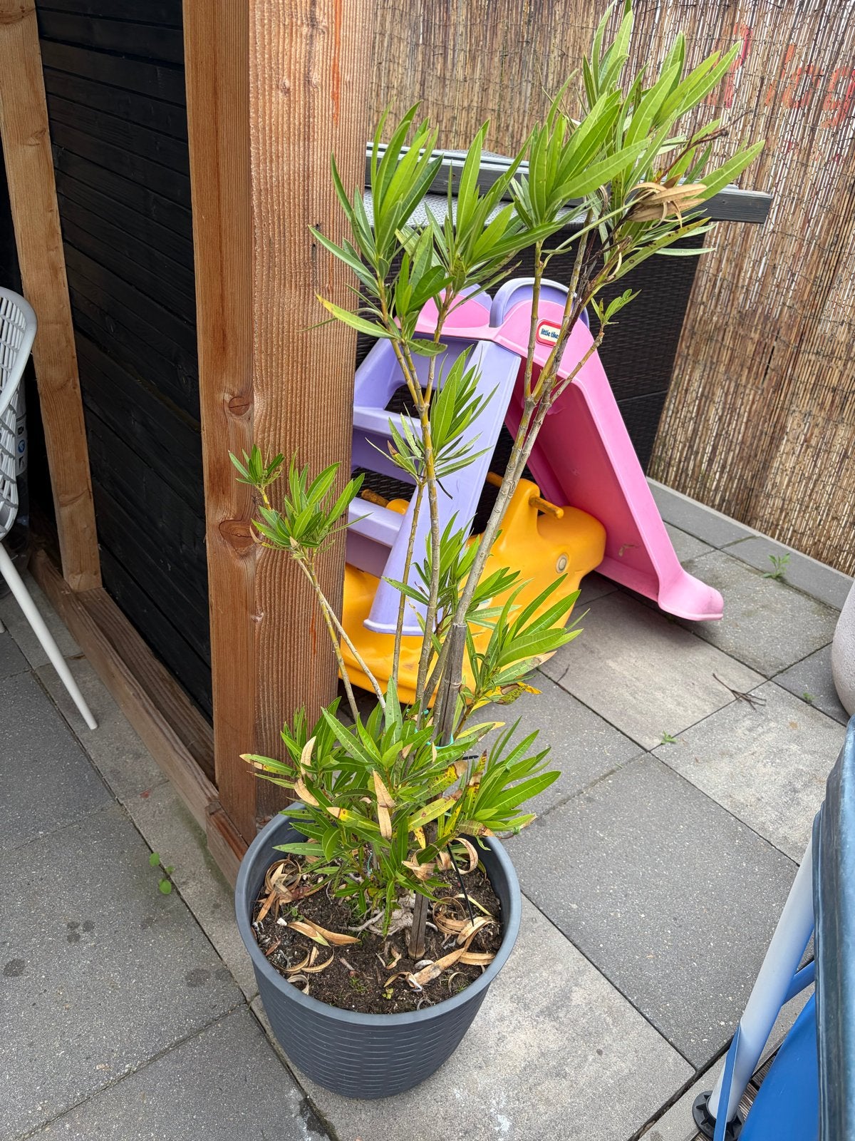 Zelf gekweekte Oleander stek in pot, Tuin en Terras, Planten | Tuinplanten, Volle zon, Vaste plant, Zomer, Ophalen