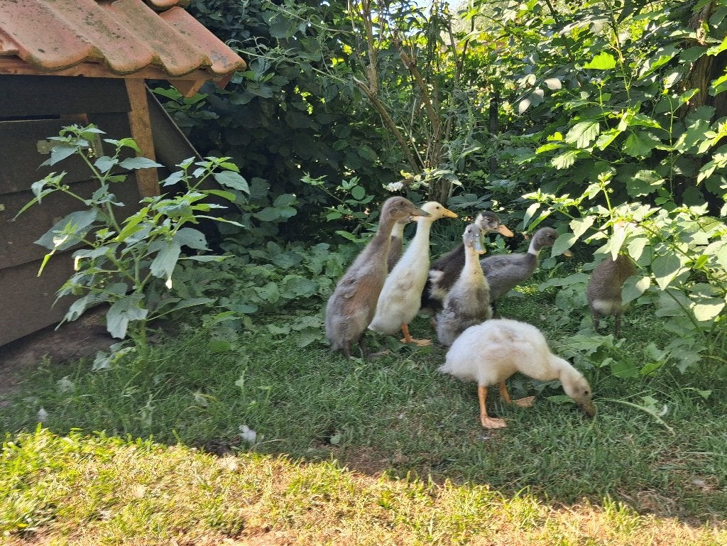 loopeenden, Meerdere dieren, Eend