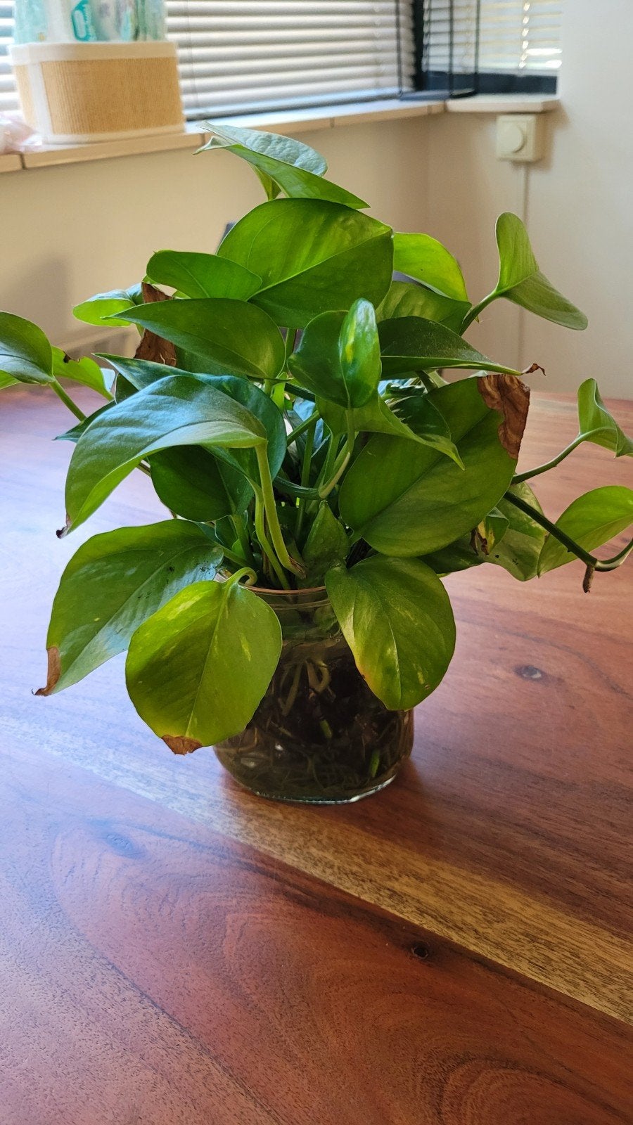 Epipremnum stekken, Huis en Inrichting, Kamerplanten, Ophalen, Overige soorten, Halfschaduw, In pot