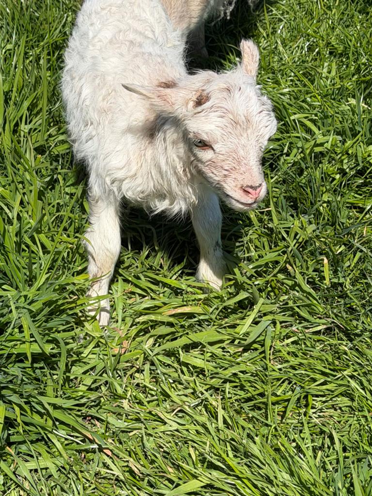 Verschillende ouessanten, Dieren en Toebehoren, Meerdere dieren, Schaap