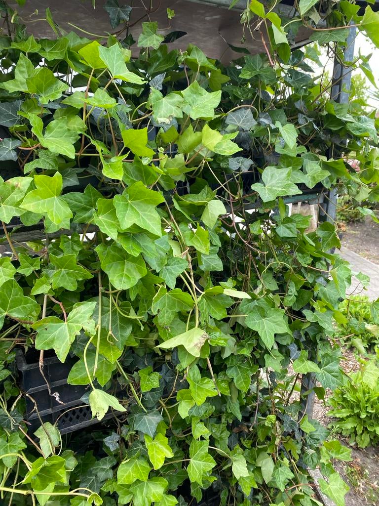 Hedera klimop 60cm lang - Groene klimplant voor tuin/balkon, Tuin en Terras, Planten | Struiken en Hagen, Ophalen