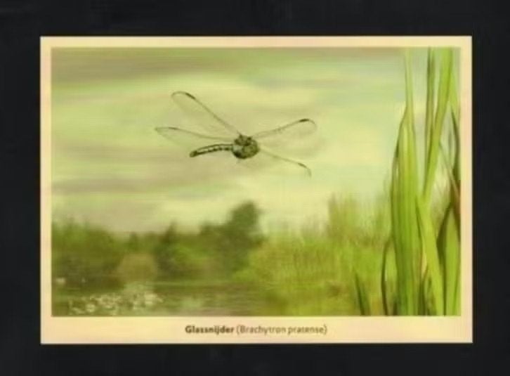 Glassnijder Libelle Insecten Natuur Moeras., Verzamelen, Ophalen of Verzenden, 1980 tot heden, Ongelopen, Overige soorten