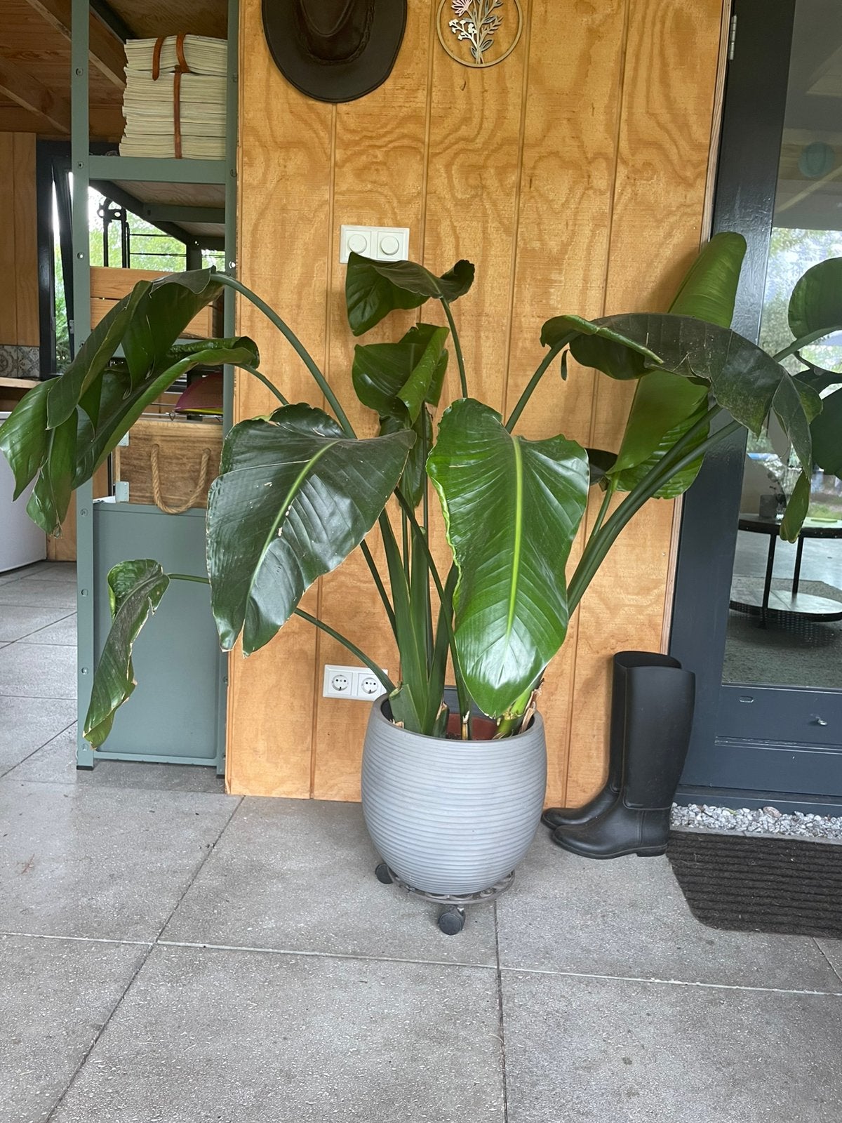 Strelitzia Nicolai, Ophalen, Halfschaduw, Minder dan 100 cm