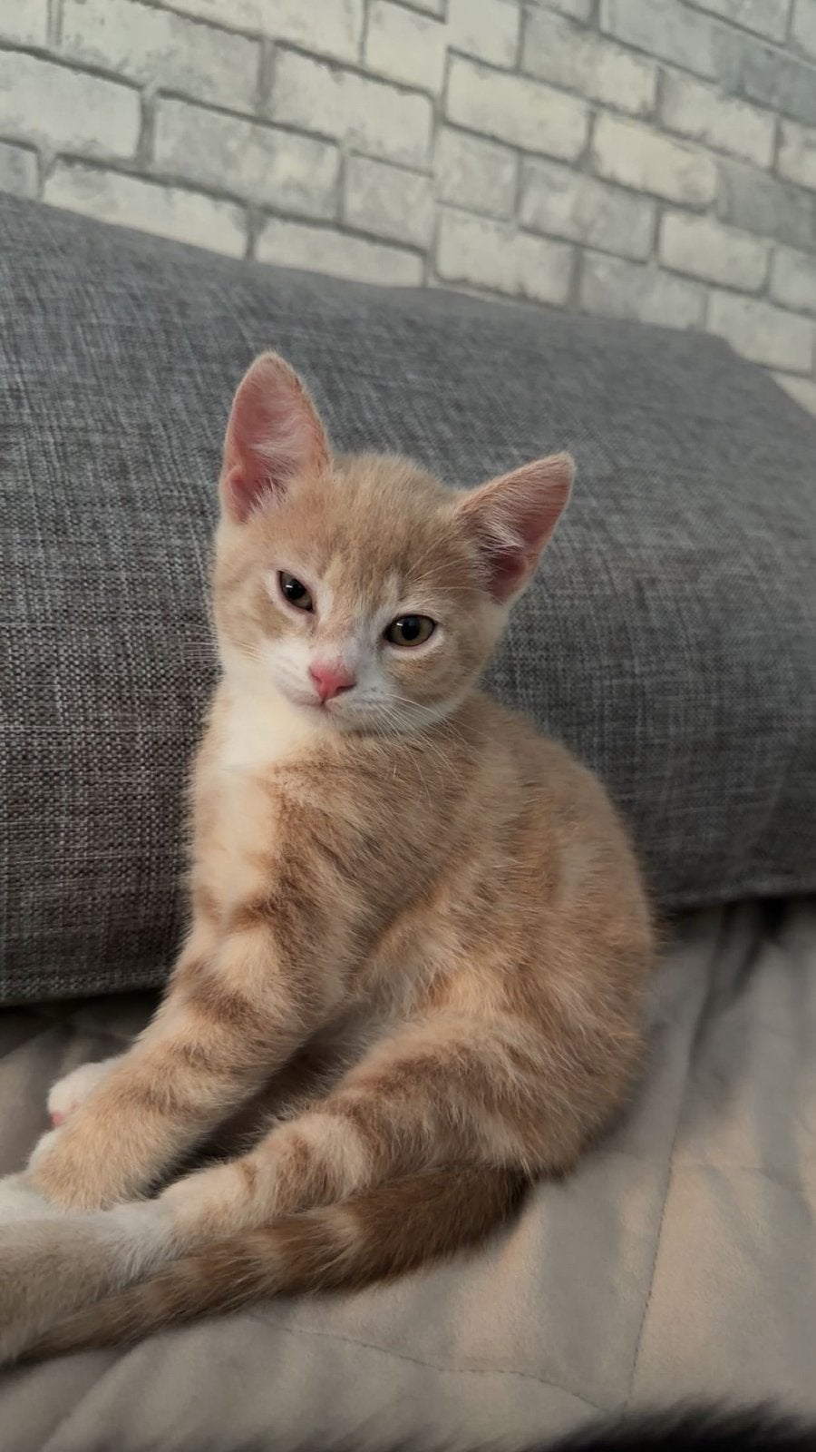 Lieve kittens te koop, Kater