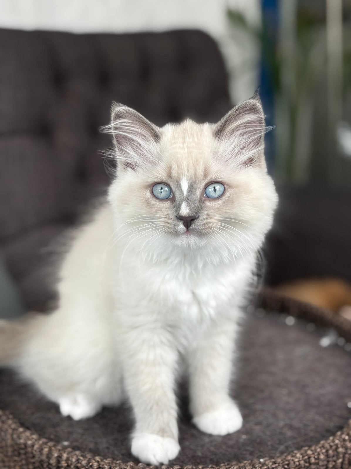 Nog 1 prachtige Ragdoll kittens💗, Dieren en Toebehoren, Poes, 0 tot 2 jaar