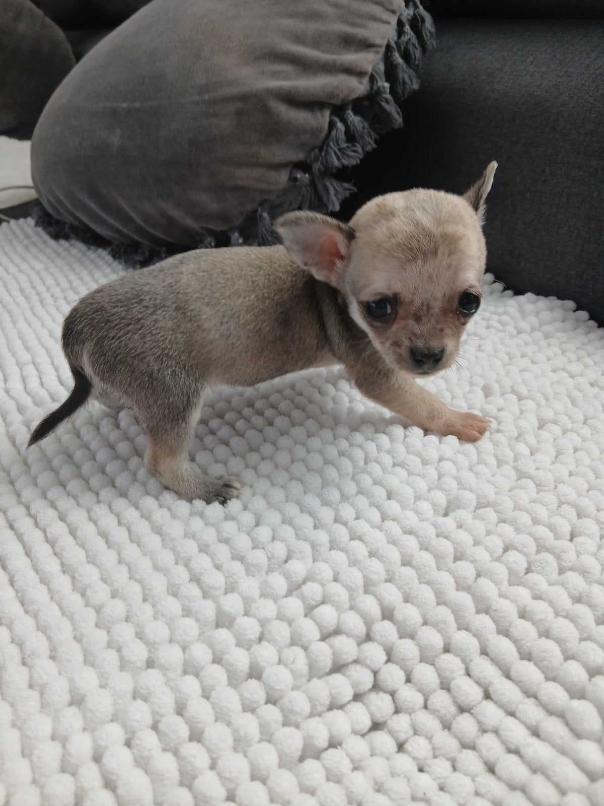 raszuiver mini merle chihuahua pupys, Dieren en Toebehoren, Reu, CDV (hondenziekte), 8 tot 15 weken, Meerdere