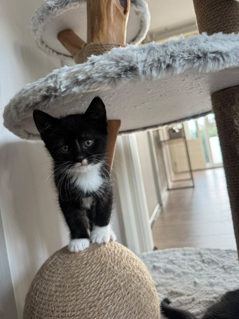 Kittens, Meerdere dieren, Kortharig