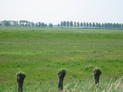 Gezocht: wei te huur (omgeving Haps), Weidegang, 4 paarden of pony's of meer