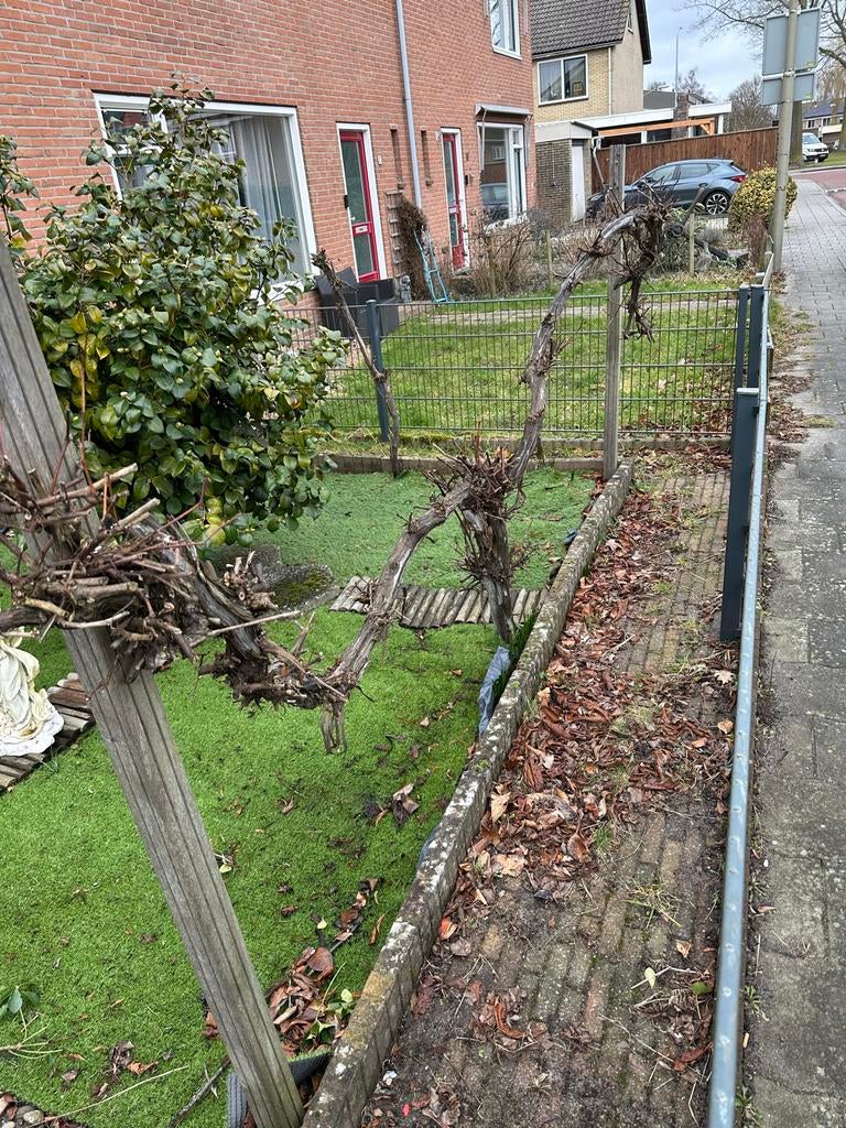 Robuuste Druivenboom - Perfect voor uw tuin, Tuin en Terras, Planten | Fruitbomen, Overige soorten, 100 tot 250 cm, Volle zon