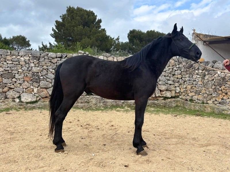 Groot aanbod van goedgekeurde Murgese paarden, Dieren en Toebehoren, Paarden, Meerdere dieren, Niet van toepassing, 3 tot 6 jaar
