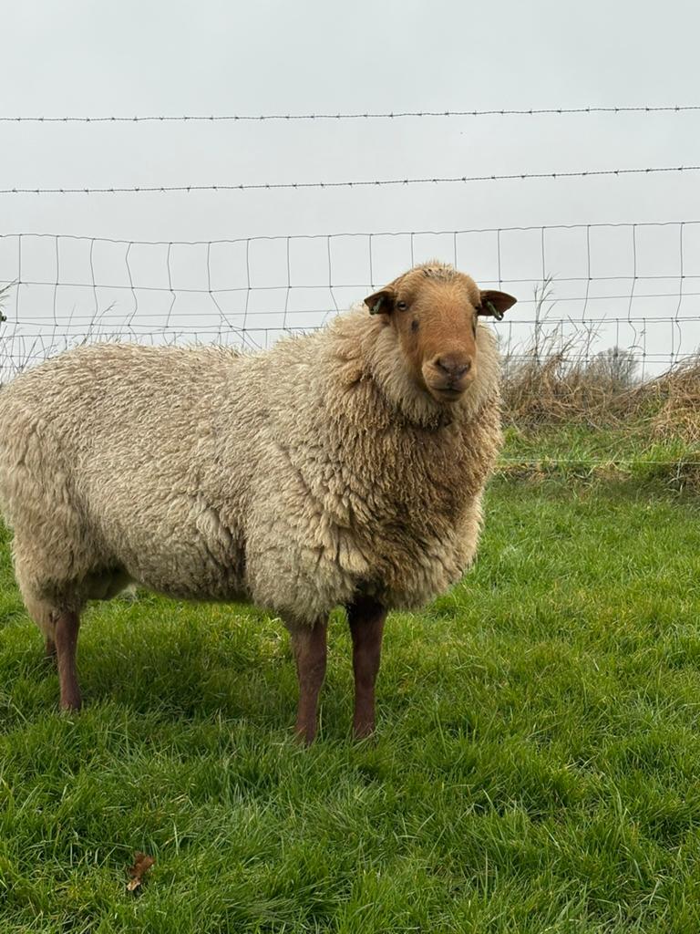 Te koop super mooie Solognote stamboek dekram zwoegervrij, Dieren en Toebehoren, Schapen, Geiten en Varkens, Schaap, Mannelijk