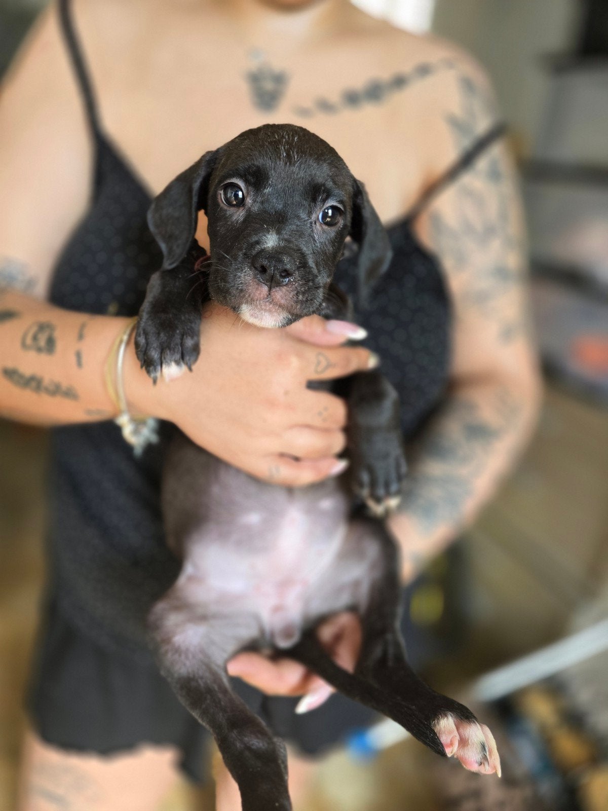Xxl bully pupps, Dieren en Toebehoren, HCC (leverziekte), Overige rassen, 8 tot 15 weken, Meerdere