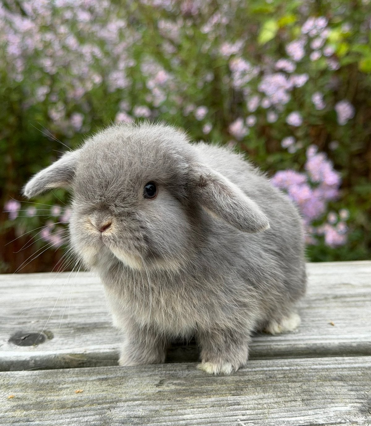 Lieve minilop konijntjes, Meerdere dieren, Dwerg