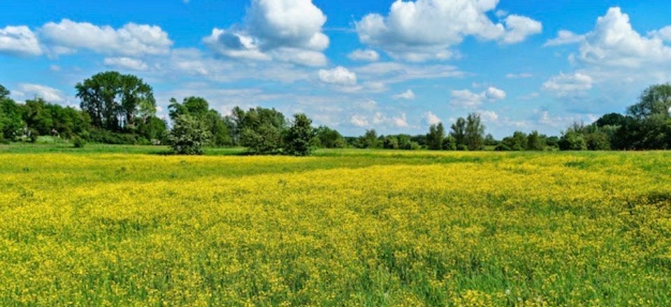 Gevraagd weiland voor de zomer maanden, Dieren en Toebehoren, Stalling en Weidegang, Weidegang