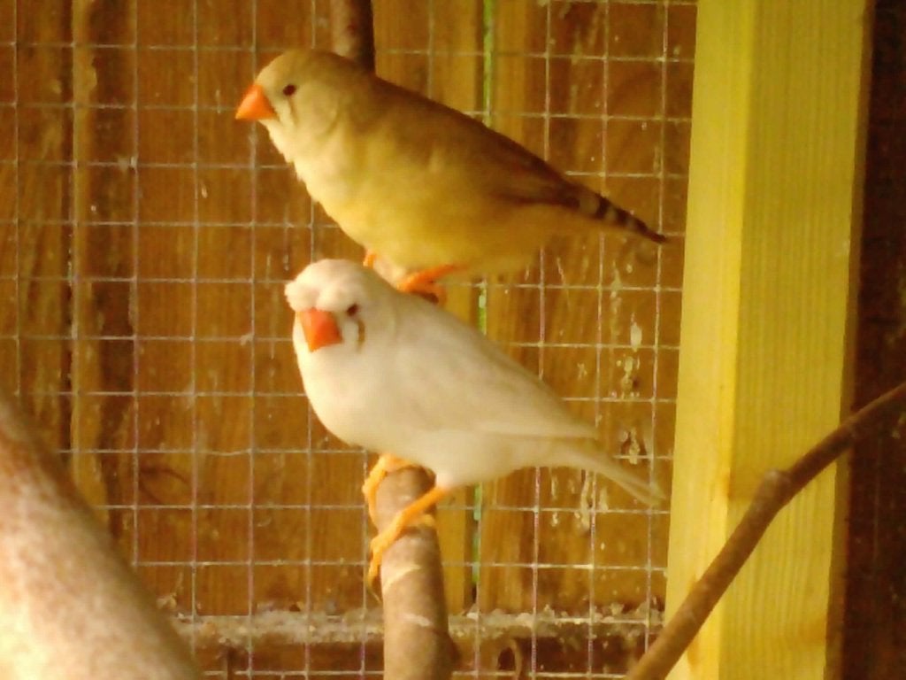 Zebravinken | Veel keuze in Tropische vogels, Meerdere dieren, Tropenvogel