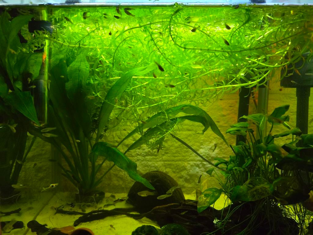 Baby guppen mix, endler mix. Verschillende maten en prijzen, Dieren en Toebehoren, Ophalen of Verzenden, Nieuw