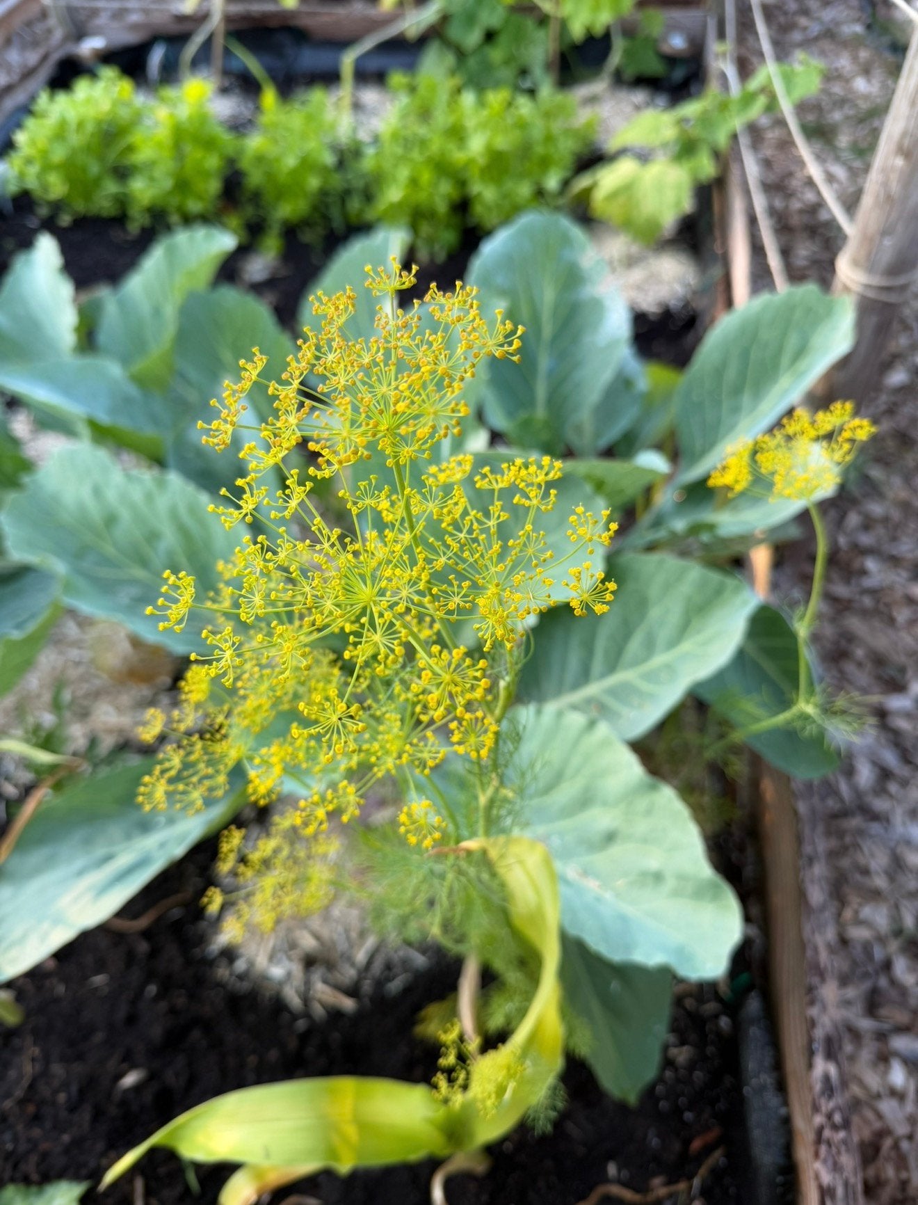 Biologische dille zaden, Volle zon, Groenteplanten, Eenjarig, Ophalen of Verzenden