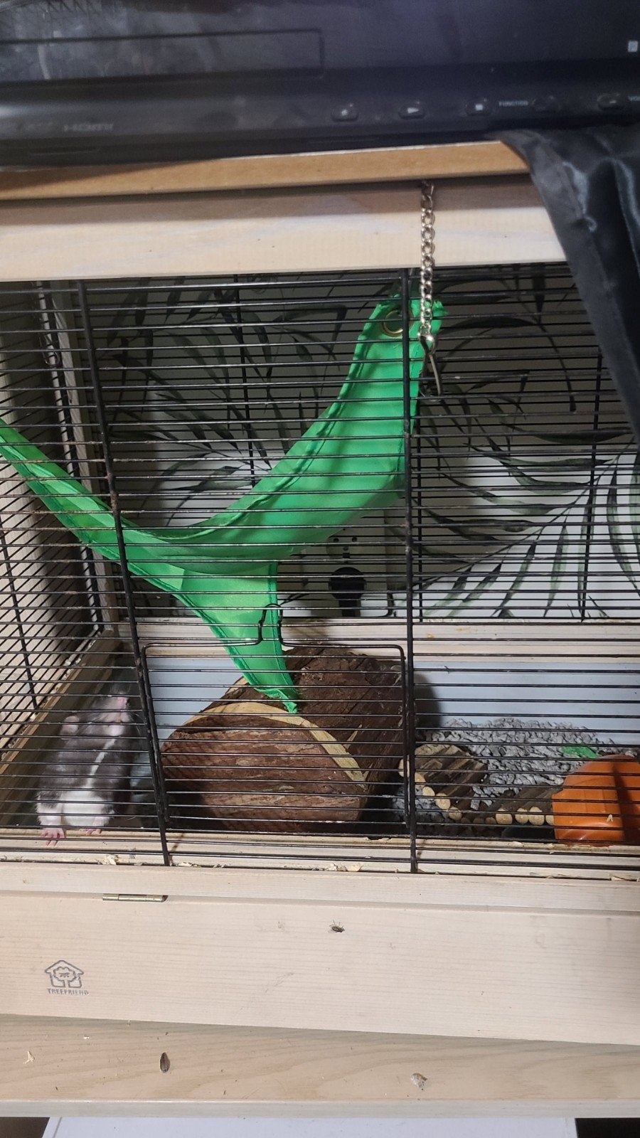 tamme ratjes (knagdier), Dieren en Toebehoren, Augustus, Meerdere dieren, Rat