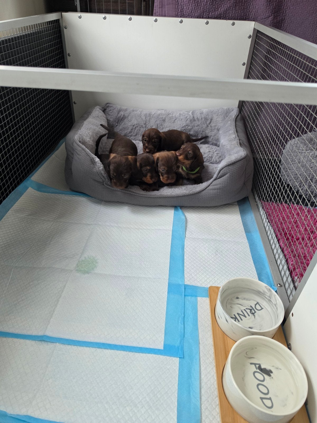 Prachtig Choco Tan ruwharig reutje beschikbaar, Dieren en Toebehoren, Standaard, Reu, CDV (hondenziekte), 8 tot 15 weken