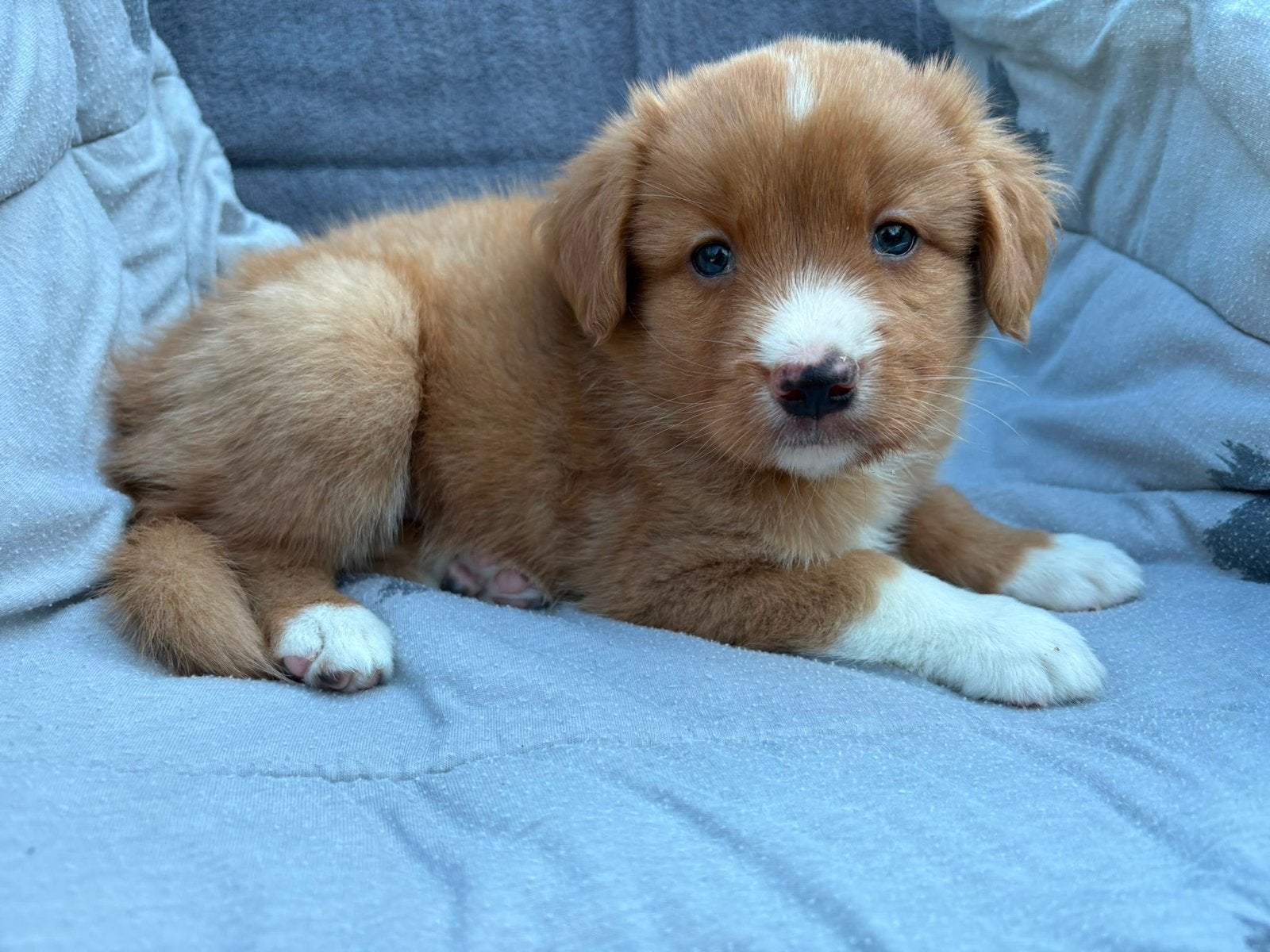 Nova scotia duck tolling retriever pups, Parvo, Overige rassen, 8 tot 15 weken, Meerdere