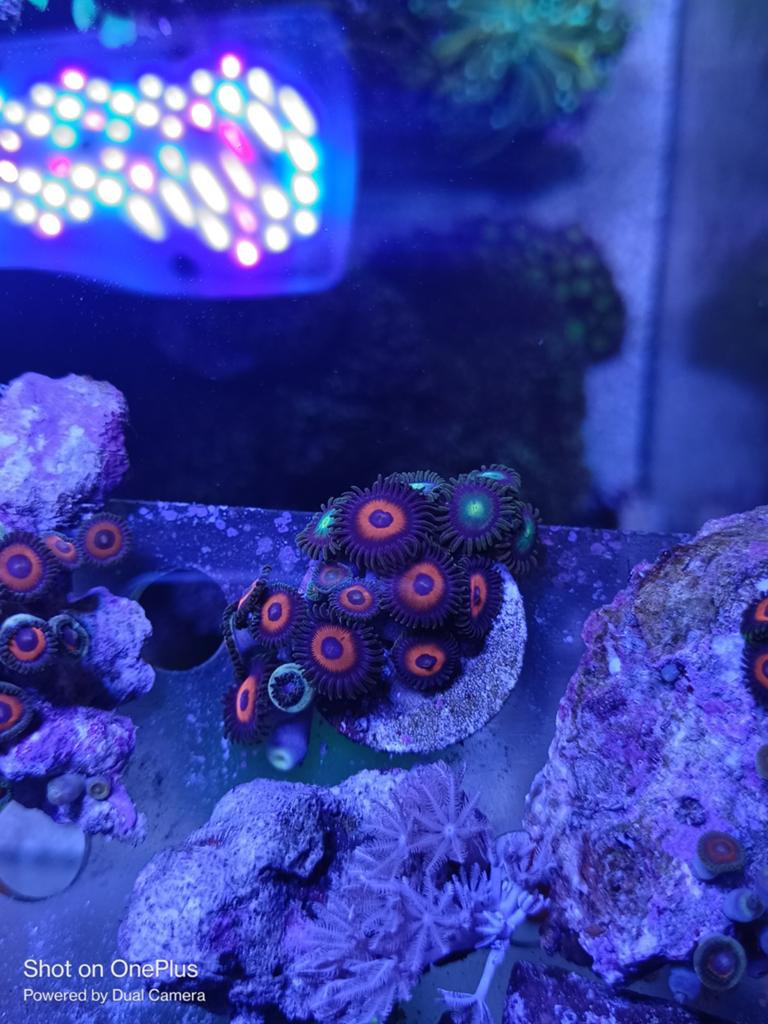 Eagle eye zoanthids + green hulk zoa, Dieren en Toebehoren, Overige typen, Zoutwatervis